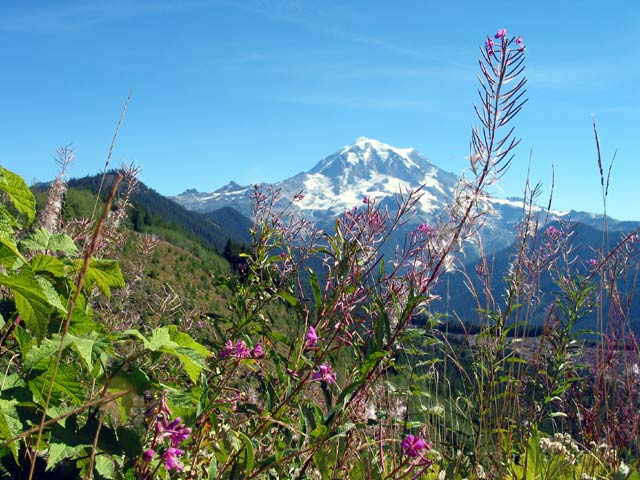 flower_rainier.jpg