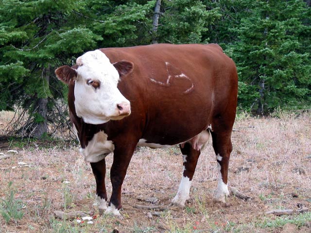 cow.jpg
