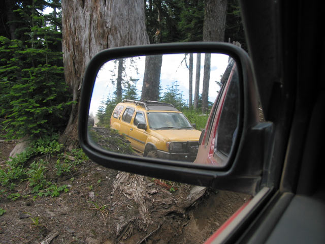 trees_sideview.jpg