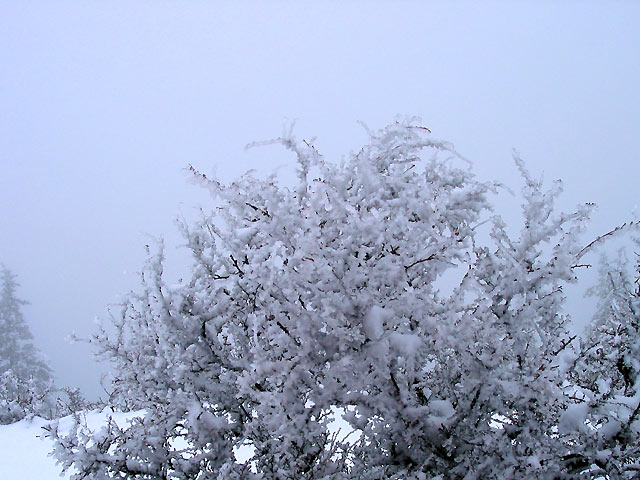 icebush.jpg
