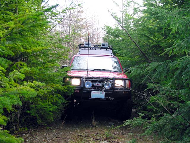 inthetrees.jpg