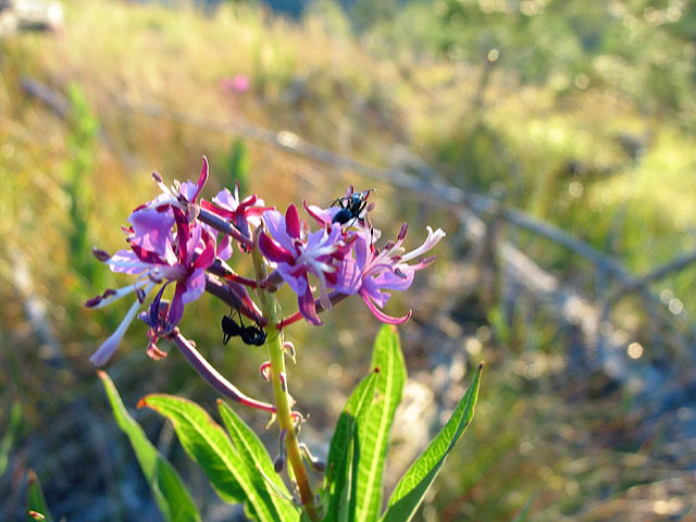 antflower.jpg