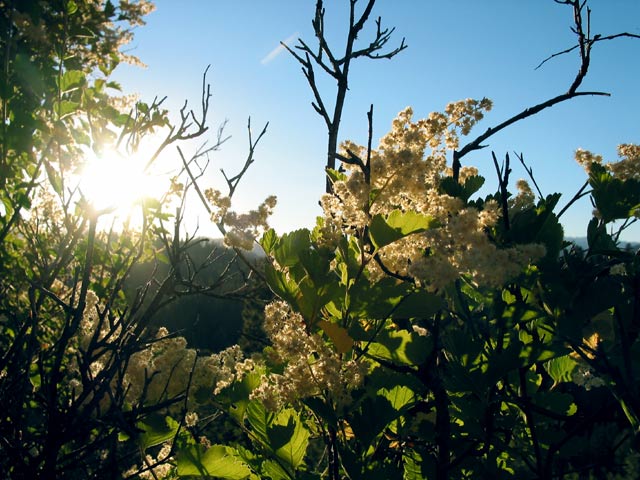 flowersun.jpg