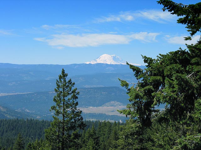 rainiertree.jpg