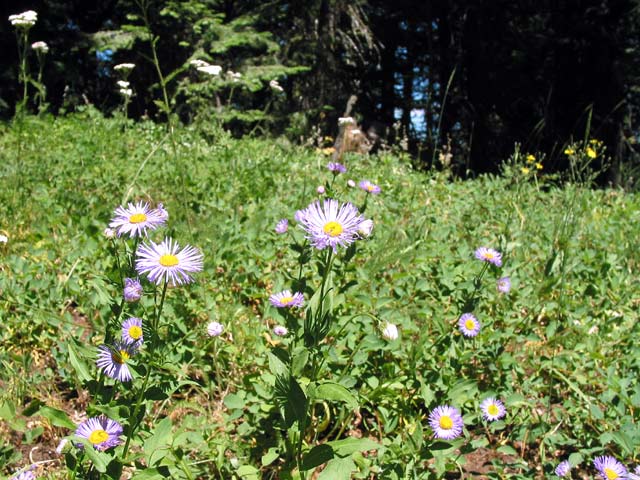flowers.jpg