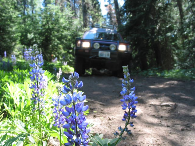 flowersflore.jpg